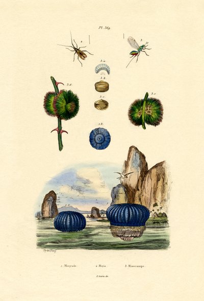 イソギンチャク、1833-39 作： French School